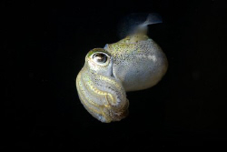 A southern Australian dumpling squid in mid water.  Photo... by Cal Mero 